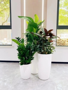 专业植物出租哪家强？宁波杭州湾等你来瞧